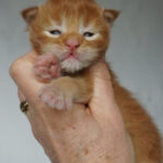 Maine Coon Kitten