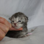 Maine Coon Kitten