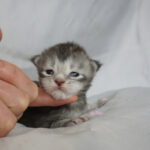 Maine Coon Kitten