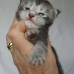 Maine Coon Kitten