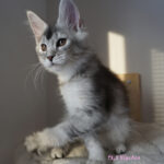 Maine Coon Kitten