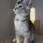 Maine Coon Kitten