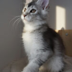 Maine Coon Kitten