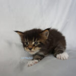 Maine Coon Kitten