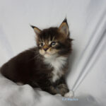 Maine Coon Kitten