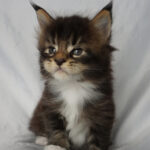 Maine Coon Kitten