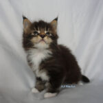 Maine Coon Kitten