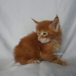 Maine Coon Kitten