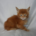 Maine Coon Kitten