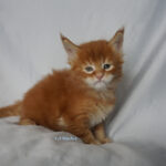 Maine Coon Kitten
