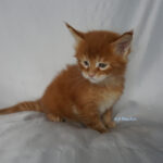 Maine Coon Kitten