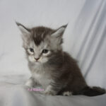 Maine Coon Kitten
