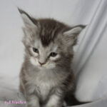 Maine Coon Kitten