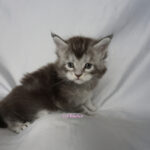 Maine Coon Kitten