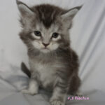 Maine Coon Kitten