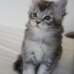 Maine Coon Kitten