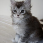 Maine Coon Kitten