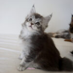 Maine Coon Kitten