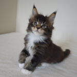Maine Coon Kitten