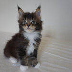 Maine Coon Kitten