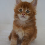 Maine Coon Kitten