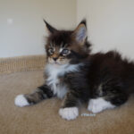Maine Coon Kitten