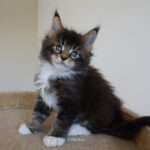 Maine Coon Kitten