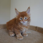 Maine Coon Kitten