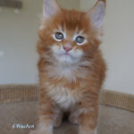 Maine Coon Kitten