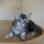 Maine Coon Kitten