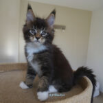 Maine Coon Kitten