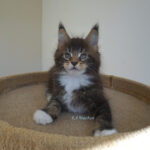 Maine Coon Kitten