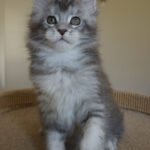 Maine Coon Kitten
