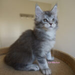 Maine Coon Kitten