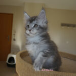 Maine Coon Kitten