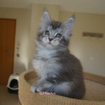Maine Coon Kitten