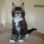 Maine Coon Kitten