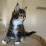 Maine Coon Kitten