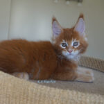 Maine Coon Kitten