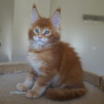 Maine Coon Kitten