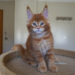 Maine Coon Kitten
