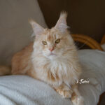 Int. Ch. Bloomingtree MyGirl (Kastrat)