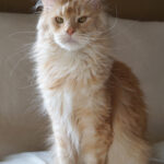 Int. Ch. Bloomingtree MyGirl (Kastrat)