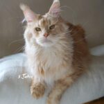 Int. Ch. Bloomingtree MyGirl (Kastrat)