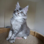 Maine Coon Kitten