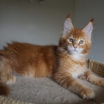 Maine Coon Kitten