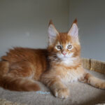 Maine Coon Kitten