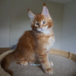 Maine Coon Kitten