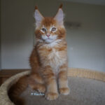 Maine Coon Kitten