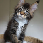 Maine Coon Kitten